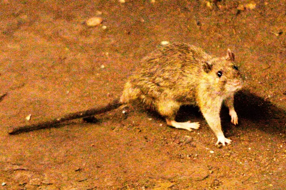Seekor tikus berkeliaran di jalur kereta bawah tanah di Union Square, New York, AS. (Foto: AP/ Frank Franklin II)
