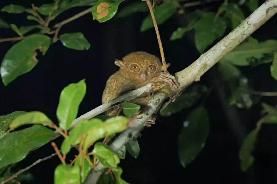 Melihat primata nokturnal Tarsius di alam liar menjadi aktivitas yang dapat dilakukan di Bukit Peramun,  termasuk trekking menyusuri hutan. (Ist.)