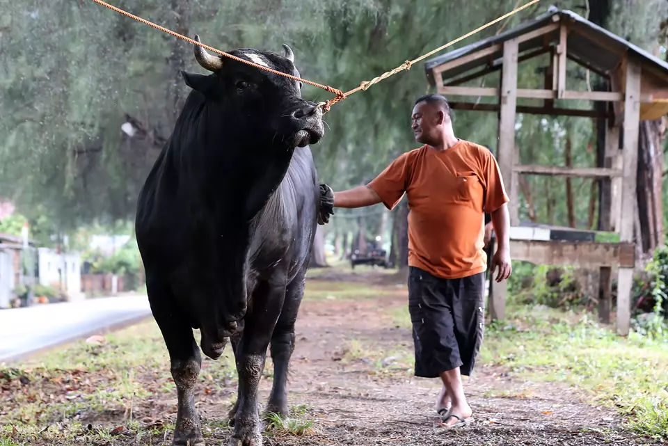Peternak memegang sapi jenis simmental di Desa Ilie, Banda Aceh, Aceh, Rabu (13/5/2026). Sapi kurban dari Presiden Prabowo itu berbobot 950 kilogram. (ANTARA FOTO/Irwansyah Putra)