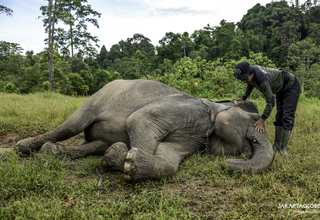 Wild Elephant Attack Leaves 8-Year-Old Girl in Coma