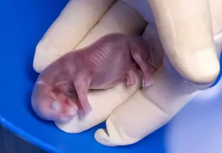 Rhino Got Pregnant From Embryo Transfer