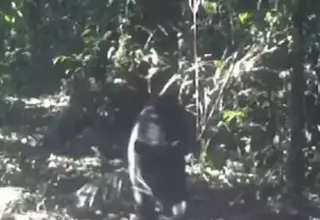 Wildlife Cameras Capture Rare Footage of Leopards in Mount Gede Pangrango