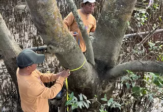 Community-Led Action Offers Hope for Berau's Shrinking Mangrove Forests
