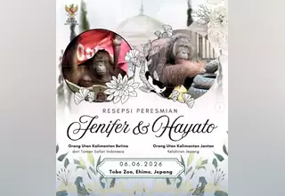 An Orangutan Love Story Bridges Indonesia and Japan