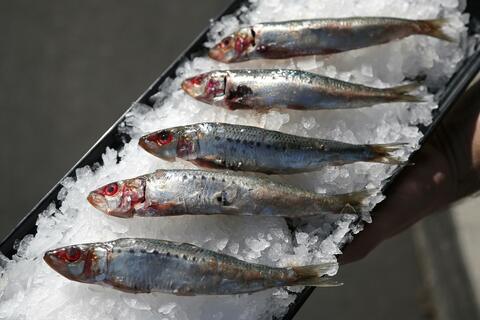 Plummeting Sardine Numbers Could Prompt US West Coast Fishing Ban