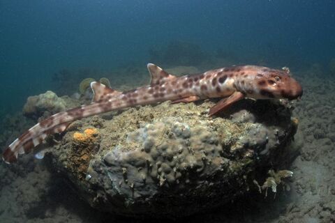 freycinets epaulette shark