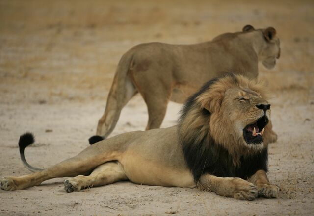 Psychology of trophy hunting: why some people kill animals for sport