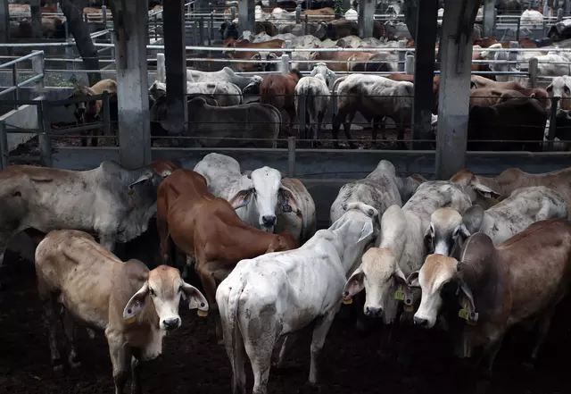 Indonesia Lifts Quota on Live Cattle Imports to Boost Meat and Dairy Supply