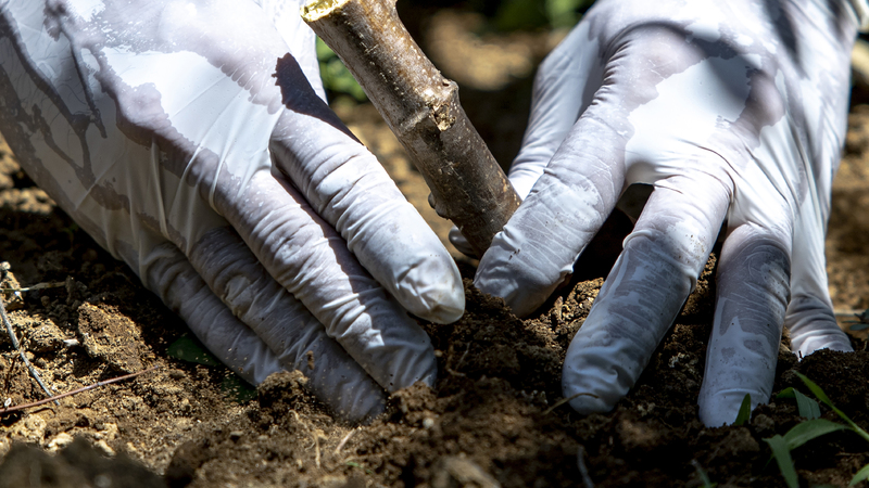 Indonesia Plans to Restrict Import of Cassava, Tapioca to Protect Local Farmers