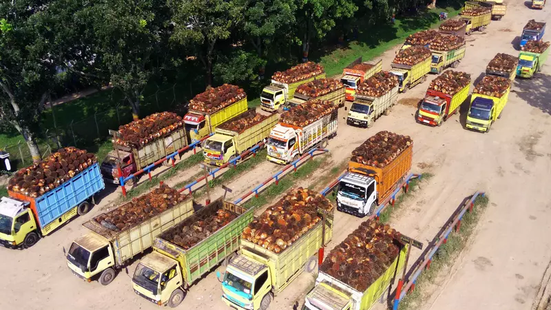 CPO Producers Indonesia and Malaysia in Talks with India Amid EU Market Restrictions