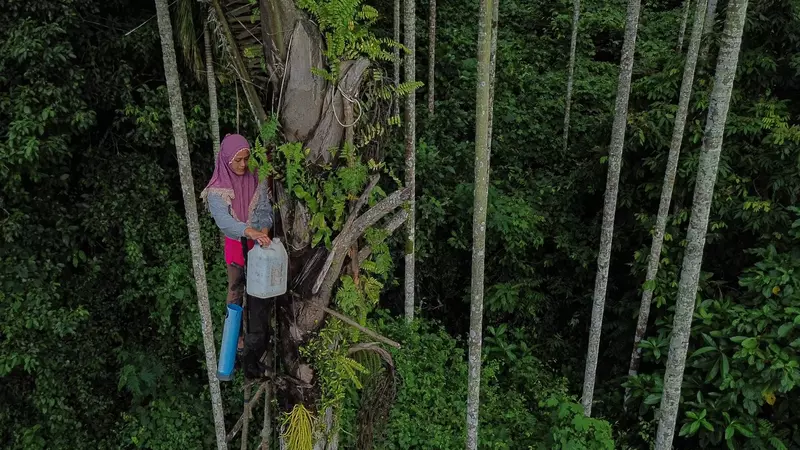 Indonesia to Cultivate 300,000 Hectares of Sugar Palm to Power Bioethanol Push