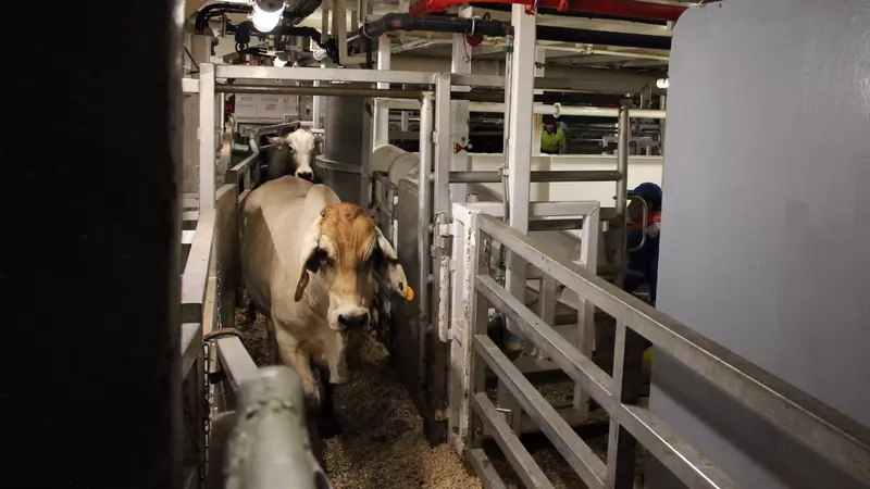 Over 20,000 Live Cattle Imported from Australia to Boost Indonesia’s Meat and Dairy Output