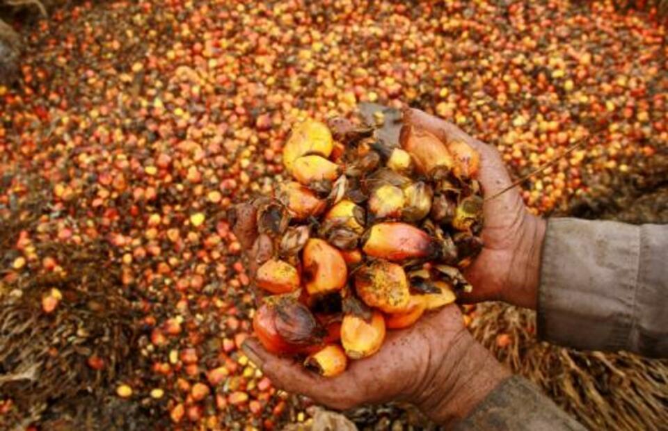 A worker shows palm oil fruits at palm oil plantation in Topoyo village in Mamuju, Sulawesi Island. (Antara Foto/Akbar Tado)