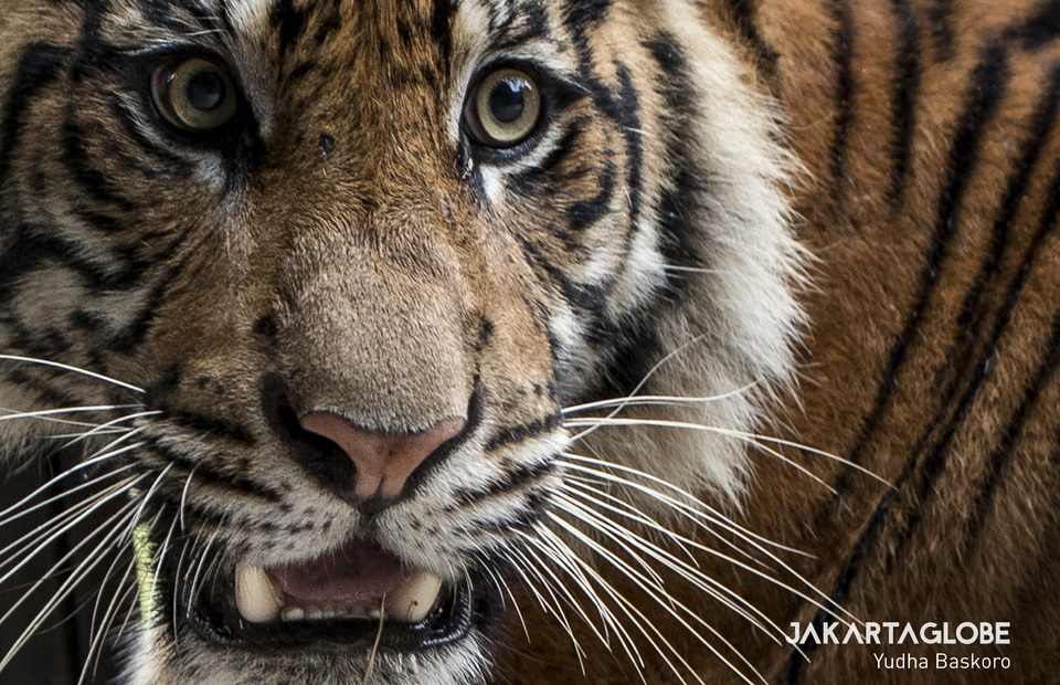 The Sumatran tiger (Panthera tigris sumatrae). (JG Photo/Yudha Baskoro)