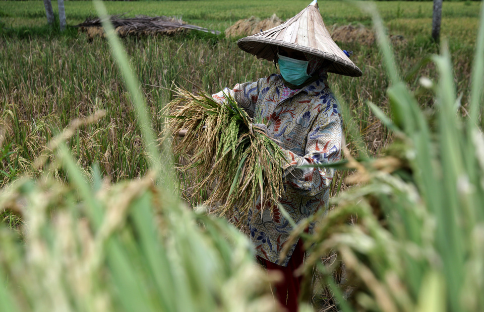 A farmer wears a mask as she harvests rice in Aceh Besar, Aceh, on Tuesday. (Antara Photo/Irwansyah Putra)