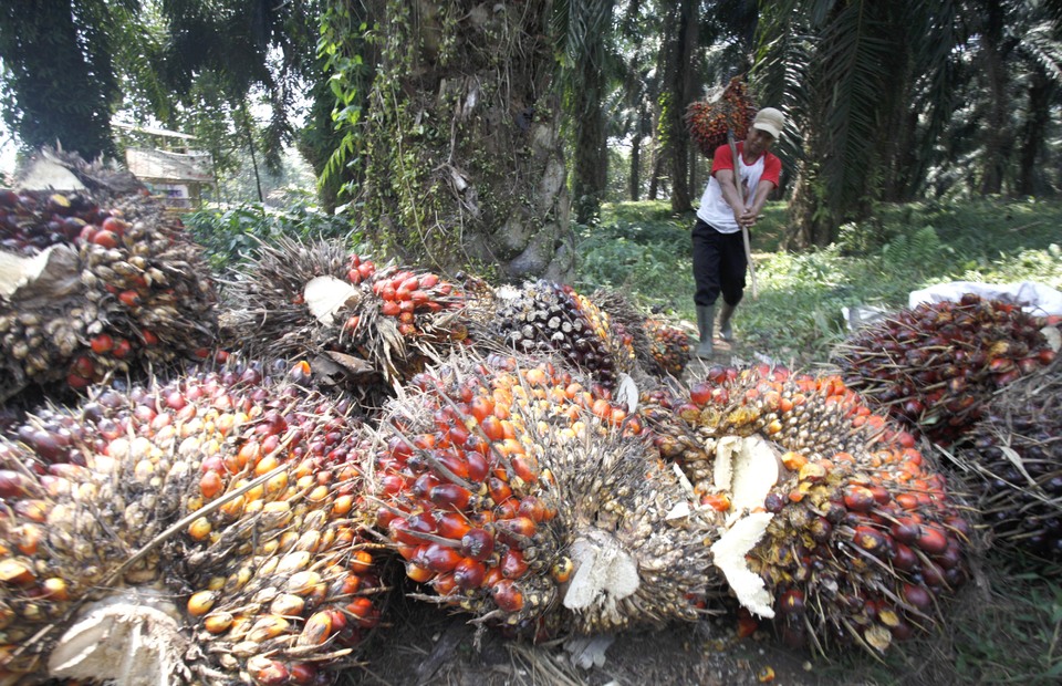 A worker harvests oil palms at a plantation in Cimulang, Bogor. (Antara Photo/Yulius Satria Wijaya)