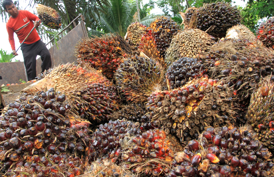 A palm oil worker loads fresh fruit bunches into a truck in Leuhan village, West Aceh on Oct. 14, 2020. (Antara Photo/Syifa Yulinnas)