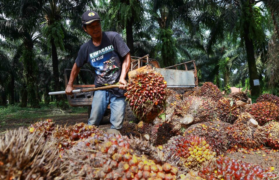 A worker collects palm oil fruits at a state-run plantation in Bogor, West Java, on Jan. 6, 2021. (B1 Photo/Mohammad Defrizal)