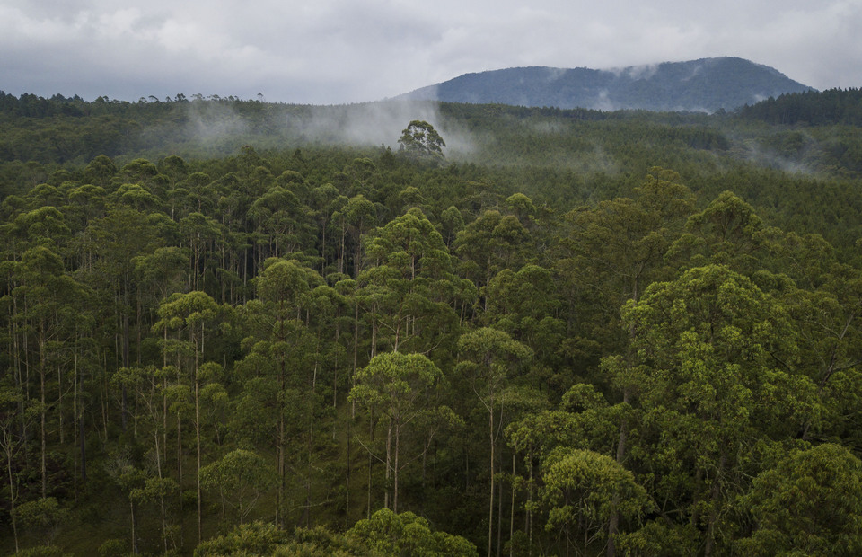 This 2018 file photo shows the aerial image of a protected forest in Lembang, West Java. (antara Photo/Raisan Al Farisi)