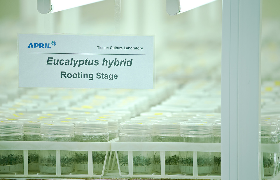 Kerinci Tissue Culture Lab at Riau Andalan Pulp and Paper in Pangkalan Kerinci, Riau. (Photo Courtesy of RAPP)