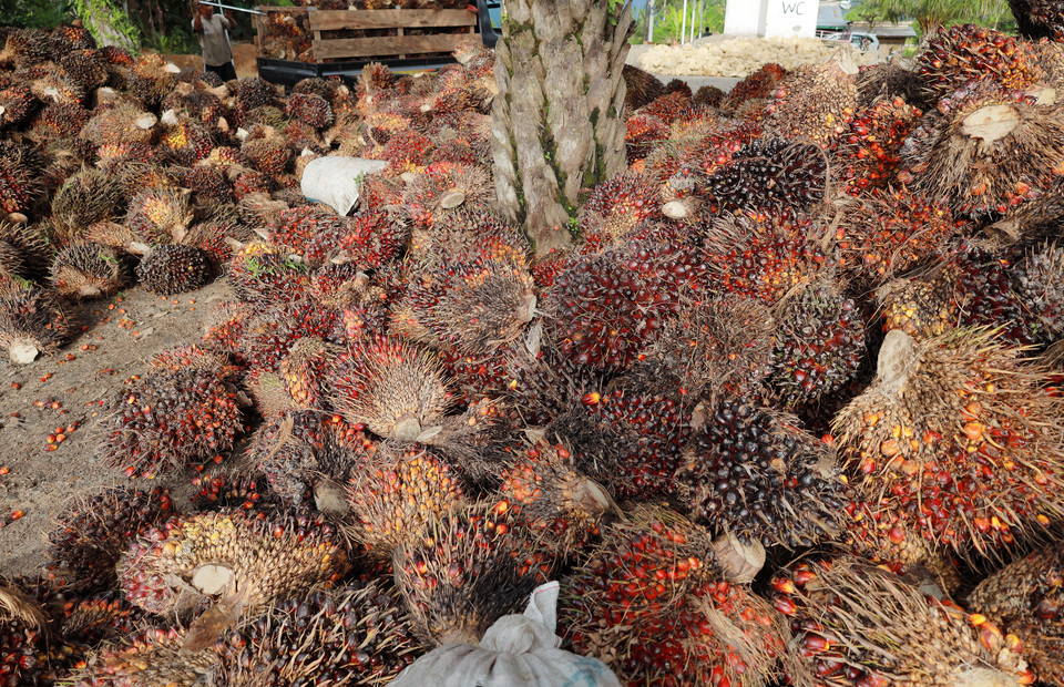 A worker unloads fresh fruit bunches from a car in Central Mamuju, West Sulawesi, on July 2, 2022. (Antara Photo/Akbar Tado)