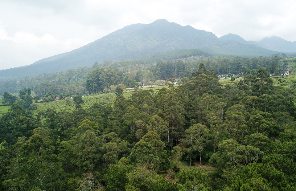 A photo illustration of a forest. (Antara Photo/Raisan Al Farisi)