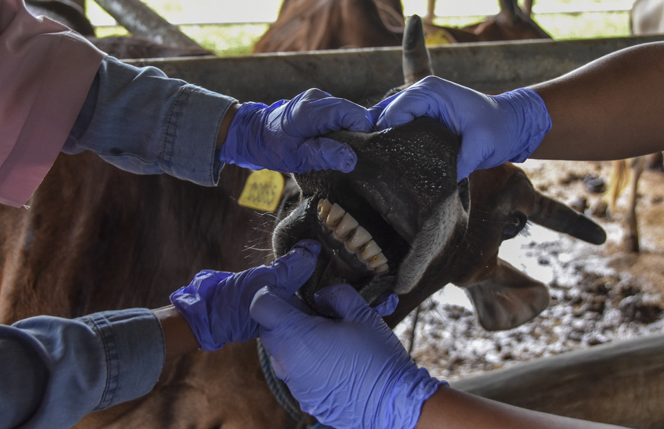 A photo illustration of healthworkers checking on a cattle to detect foot-and-mouth disease. (Photo Courtesy of Antara)