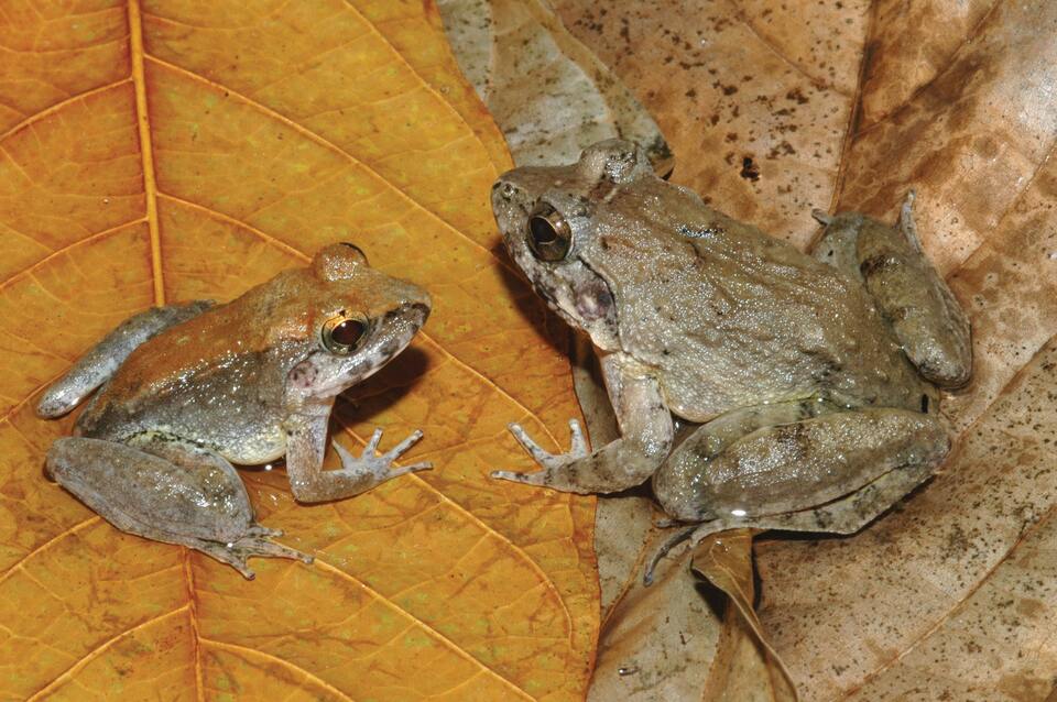 Limnonectes  Larvaepartus frogs, male on the left, are remarkable not just because they are fanged, but because the fenale gives birth to live tadpoles – the only known frog species in the world to do so.They are also endemic to the island of Sulawesi in Indonesia. (Reuters Photo/Jim McGuire/Handout)