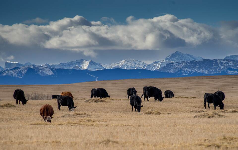 Cows graze on a pasture near the Trans-Canada Highway north of Calgary, Alberta on Feb. 13, 2015. (AFP Photo/Joe Klamar)