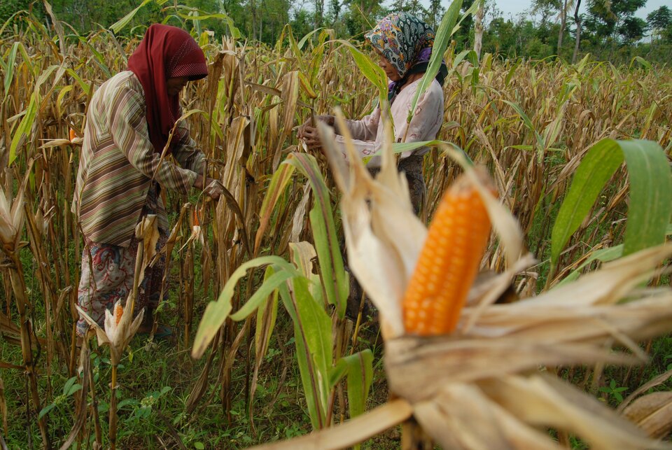 Indonesia missed its target to be self sufficient in corn by 2014 as productivity and farmland shrunk.  (Antara Photo/Saiful Bahri)