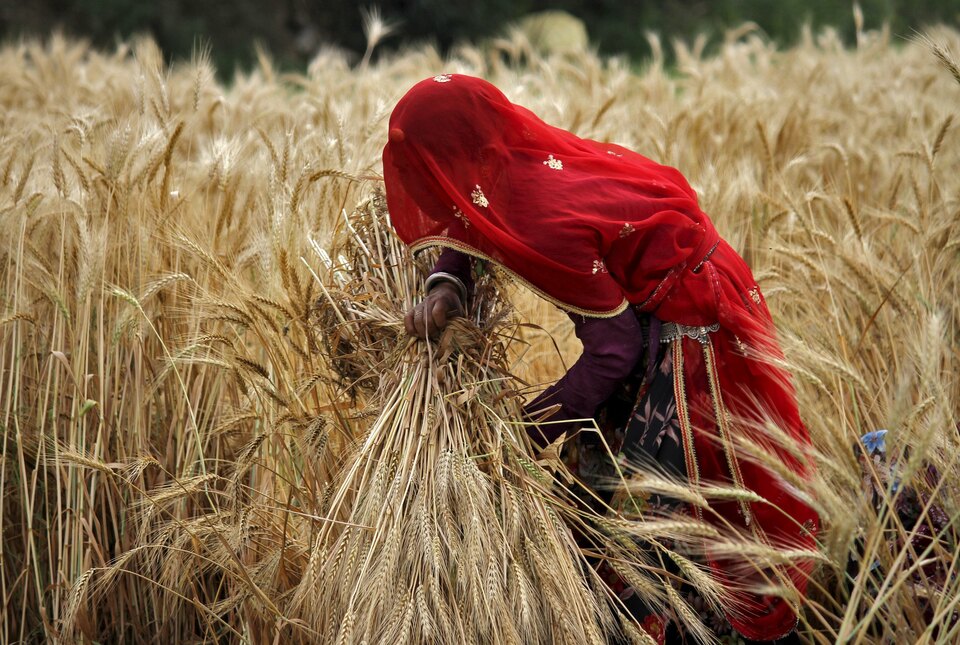 A veiled woman farmer harvests a wheat crop in a field on the outskirts of Ajmer in the desert Indian state of Rajasthan, India. (Reuters Photo/Himanshu Sharma)