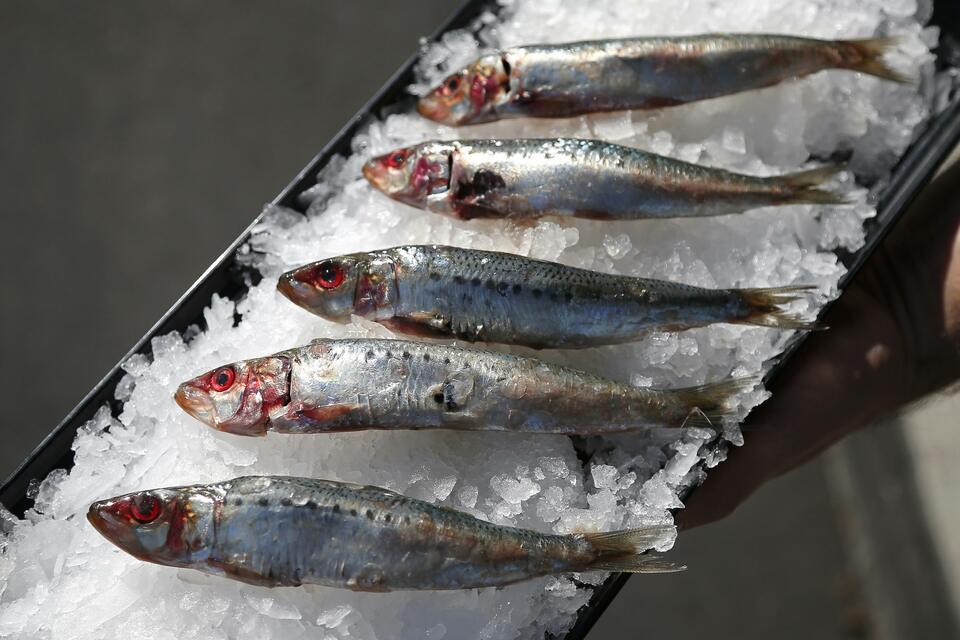 Officials at the Ministry of Maritime Affairs and Fisheries urged the public on Wednesday (08/11) to ignore rumors on social media that canned sardines on sale in Indonesia are contaminated with toxic heavy metals, such as mercury. (Reuters Photo/Lucy Nicholson)