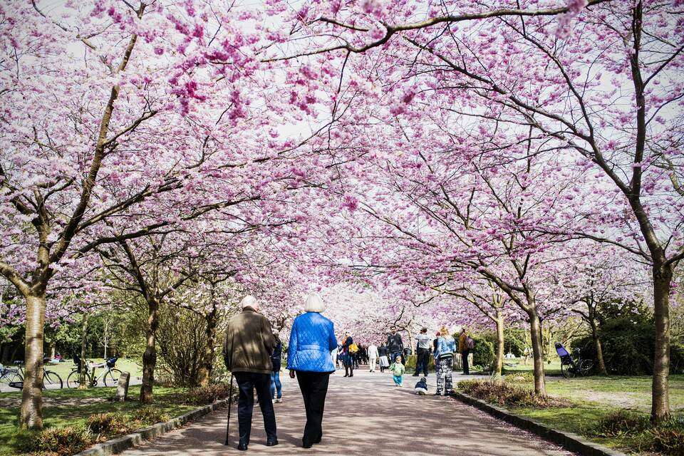 People walk along blossoming cherry trees on April 20, 2015 at the cemetery of Bispebjerg in Copenhagen, Denmark.