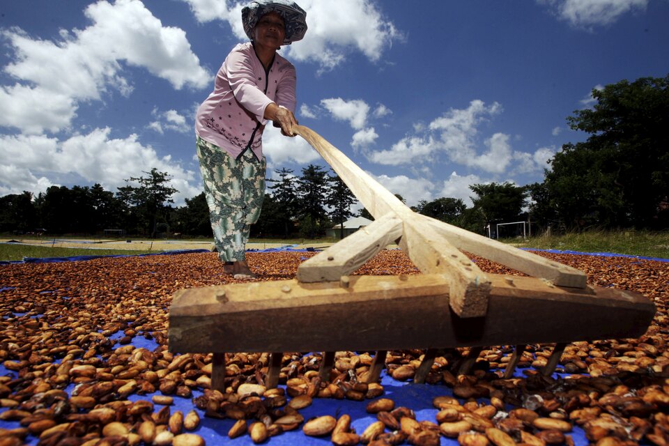 The Indonesia Cocoa Industry Association (AIKI) estimates that the country produced around 260,000 tons of beans last year, down 31 percent from a year earlier. (Reuters Photo/Yusuf Ahmad)