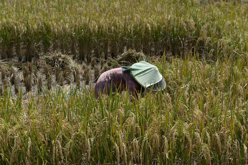 Indonesia has reached a tentative deal with Thailand to import 500,000 tons of rice next year.  (AFP Photo/Adek Berry)