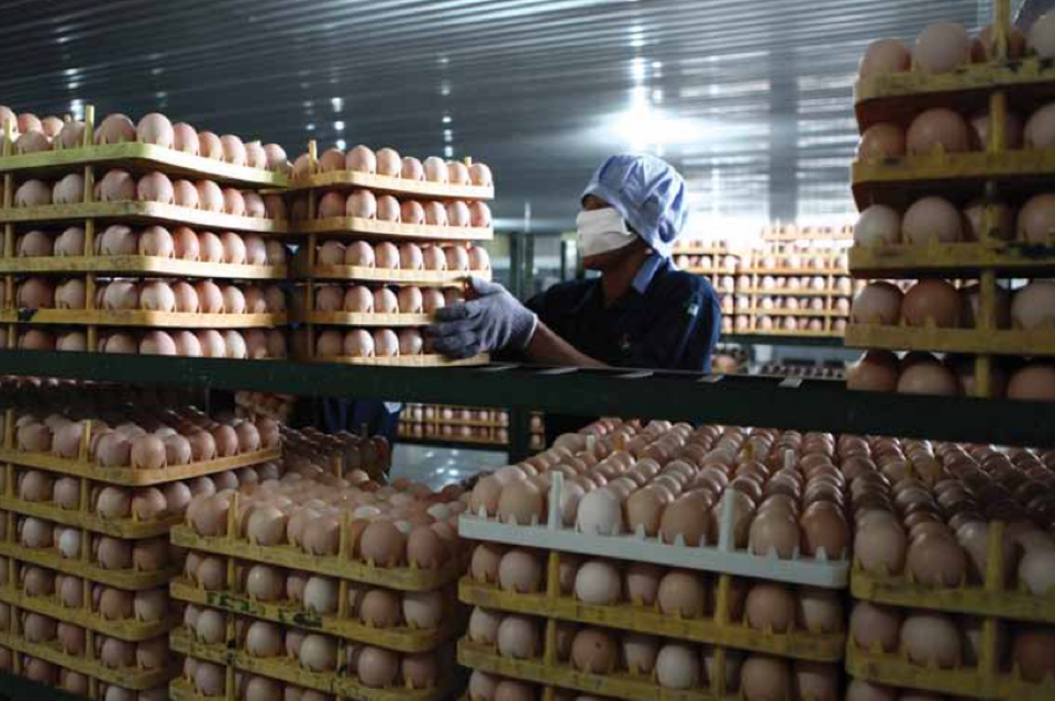 A worker stacks pallets of eggs at a chicken farm operated by Japfa Comfeed Indonesia. (Photo courtesy of Japfa Comfeed Indonesia)