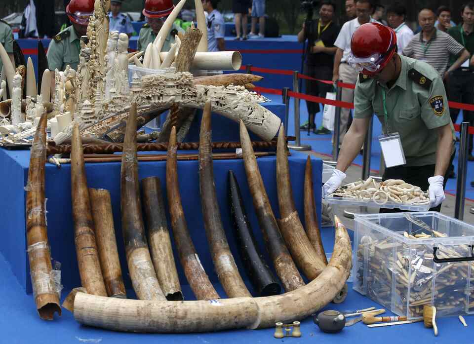 China will slap a total ban on the domestic ivory trade within a year, the government announced on Friday (30/12), shutting the door to the world's biggest end-market for poached ivory. (Reuters Photo/Kim Kyung-Hoon)