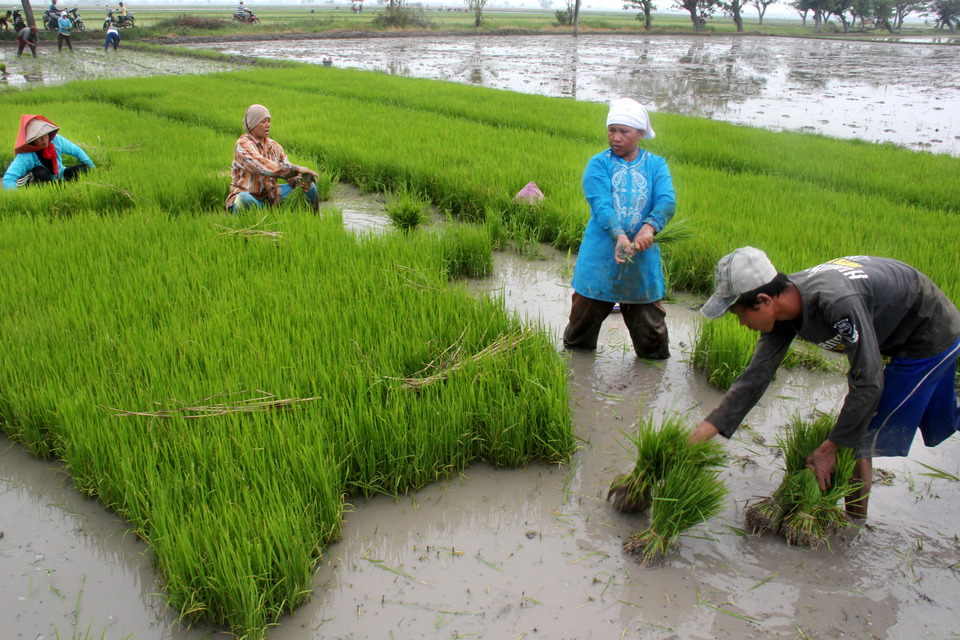 Some farmers putting rice seed to be planted and deployed in the field in Kampung Embankment, Kasemen, Serang, Banten, West Java on June 8, 2015. Rice is one of the main crops in Indonesia. (Antara Photo/Asep Fathulrahman)