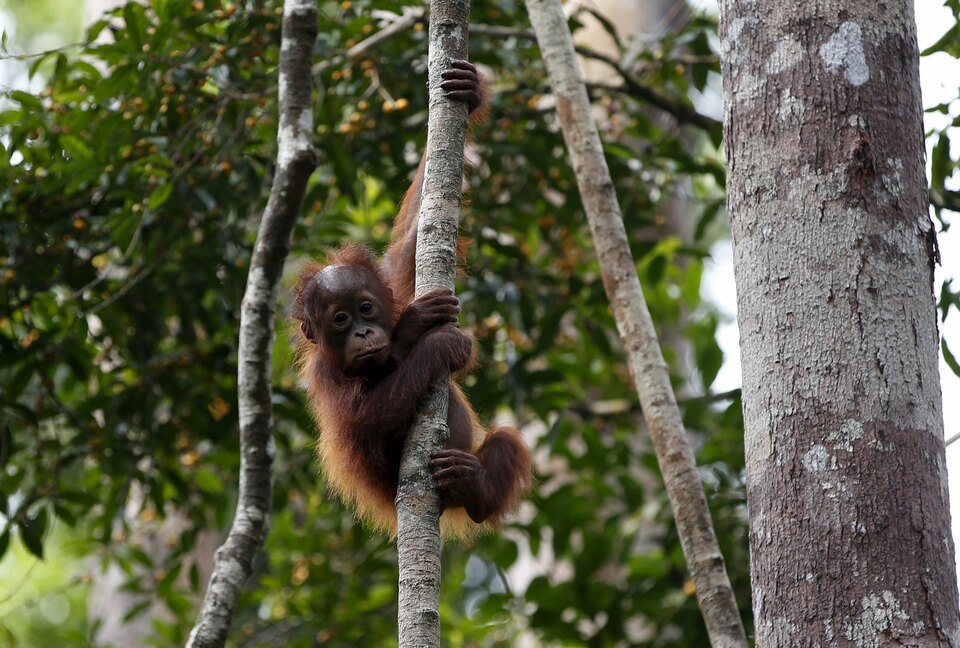Nickel miner Laman Mining is suspected of illegal bauxite mining operations, disrupting orangutan habitat in West Kalimantan's Tulak River forest. (Reuters Photo/Darren Whiteside)