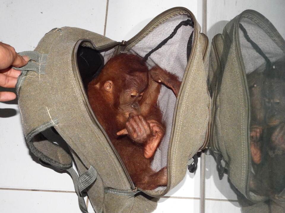 This undated handout picture from Wildlife Conservation Society released on July 13, 2015 show a backpack containing a live baby Sumatran orangutan seized from convicted Indonesian wildlife trader Vast Haris Nasution in Medan. An Indonesian orangutan trader has been jailed for two years after he was caught trying to sell a baby ape from a backpack, a rare conviction for wildlife crime in the country, authorities said Monday.   (AFP Photo)