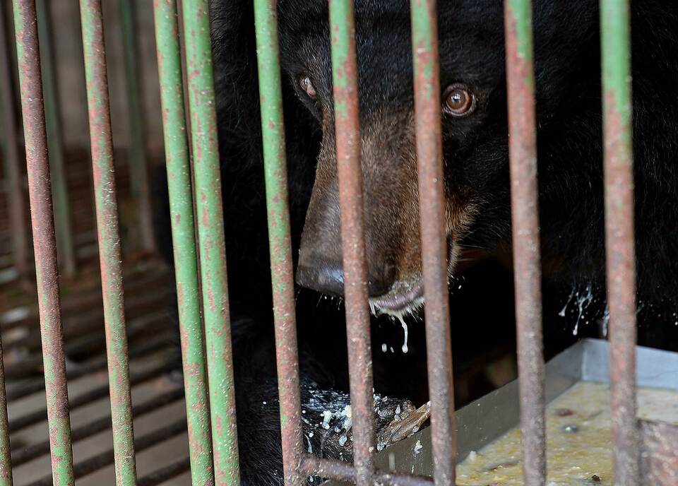 This picture taken on June 23, 2015 shows a captive moon bear inside a metal cage at a private bear farm which was targeted by animal protection group Animals Asia during a four-day bear rescue operation in the district of Quang Yen in Vietnam's northeastern province of Quang Ninh.  Freed from captivity in tiny metal cages, seven long-suffering Asiatic moon bears have been rescued on bile farms in northern Vietnam, as efforts to end the illegal trade are boosted. Bear bile farming is banned but it is legal to raise the animals as pets -- a loophole used by illicit Vietnamese farms to feed a regional demand for the digestive fluid, which is believed to possess healing properties in traditional Chinese medicine. (AFP Photo/Hoang Dinh Nam)