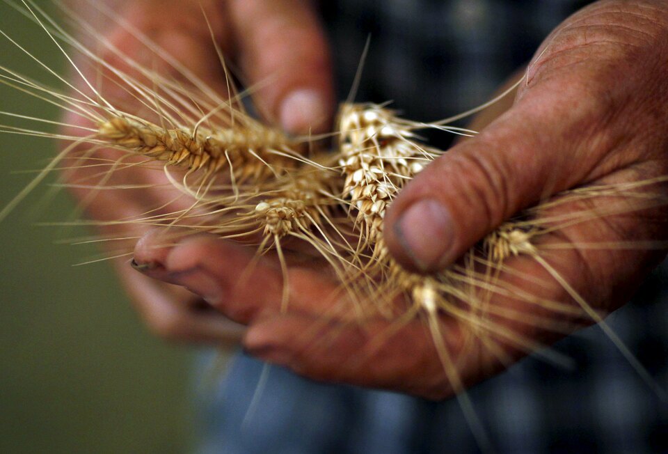 India on Thursday (08/12) scrapped its 10 percent import duty on wheat after droughts in the past two years depleted stocks and raised prices, a move that traders said could lift overseas purchases to their highest in a decade.  (Reuters Photo/Tim Wimborne)