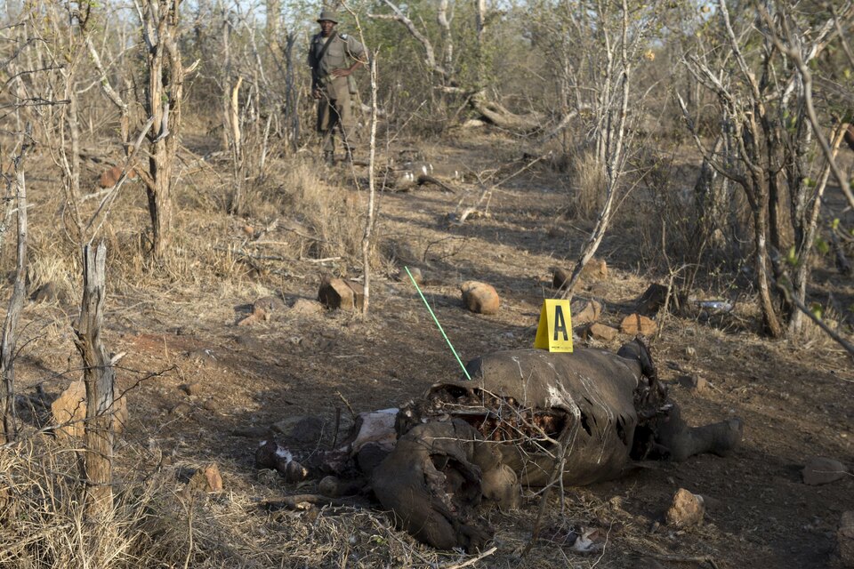 A game ranger stands guard as police investigate the scene around the carcass of a black rhinoceros that had been shot by poachers in the Kruger National Park, in this picture taken August 4, 2015. (Reuters Photo/Stringer)