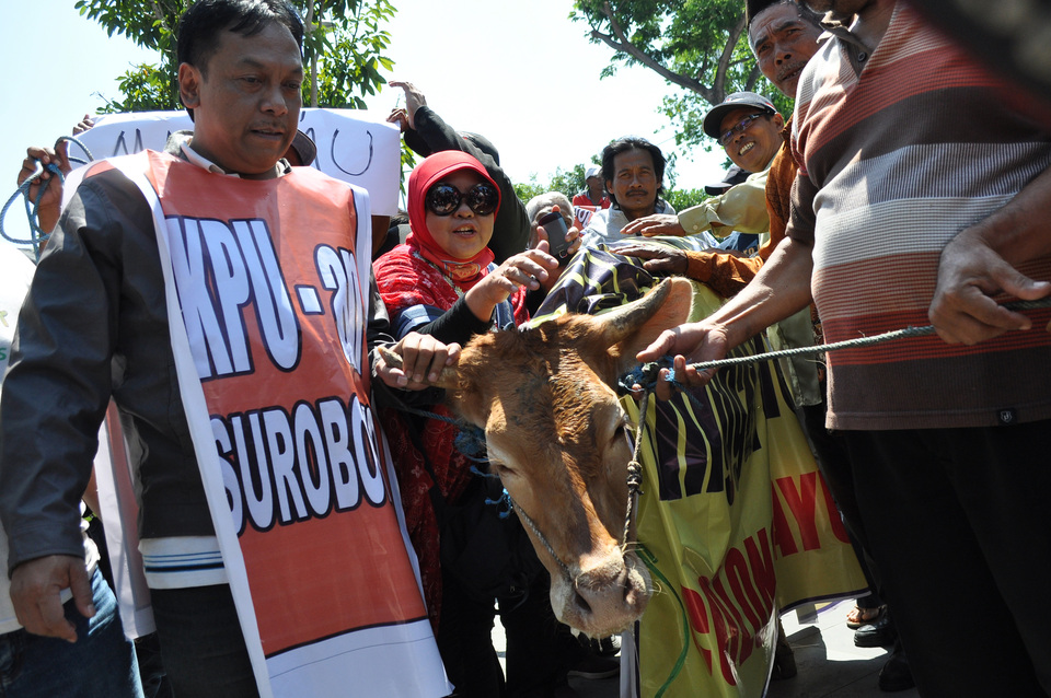 Supporters of Surabaya Mayor Tri Rismaharini parade an unfortunate cow roped into a bid to prevent a postponement of this year’s election. Local polling officials did not register the four cows brought before them. (Antara Photo/Herman Dewantoro)