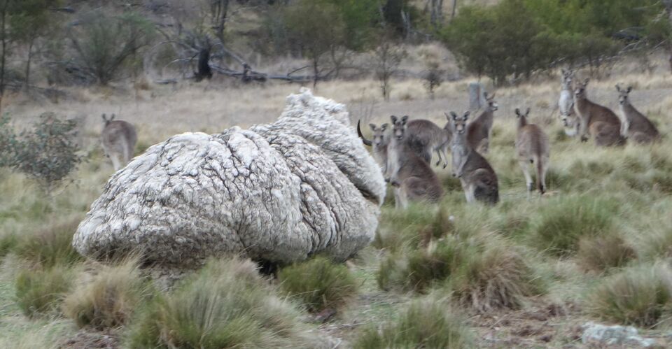 An undated handout photo obtained on September 2, 2015 from the RSPCA shows a giant woolly sheep (L) on the outskirts of Canberra as Australian animal welfare officers put out an urgent appeal for shearers after finding the sheep with wool so overgrown its life was in danger. (Reuters Photo/RSPCA/Handout)
