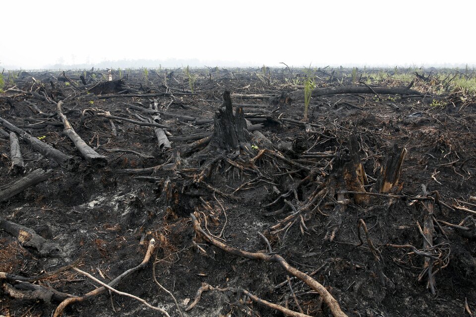 A general view shows land recently burned and newly planted with oil palms and now under police investigation west of Palangkaraya, Central Kalimantan, on Oct. 30. (Reuters Photo/Darren Whiteside)