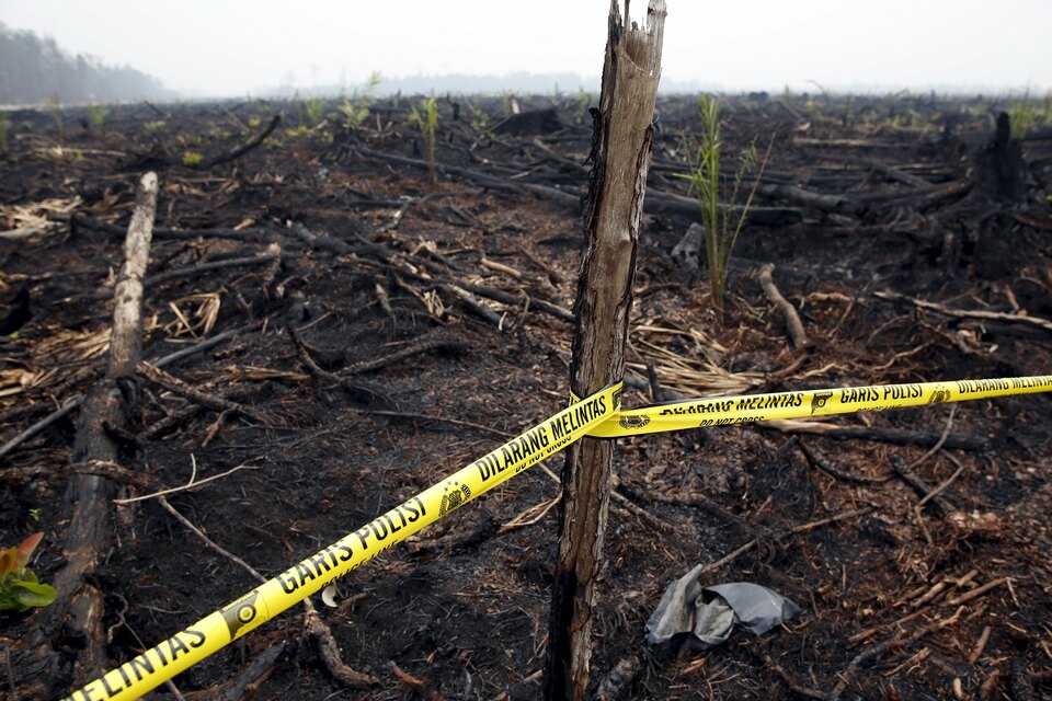 Police tape is seen on land recently burned and newly-planted with palm trees, west of Palangkaraya, Central Kalimantan, in October, 2015. (Reuters Photo/Darren Whiteside)