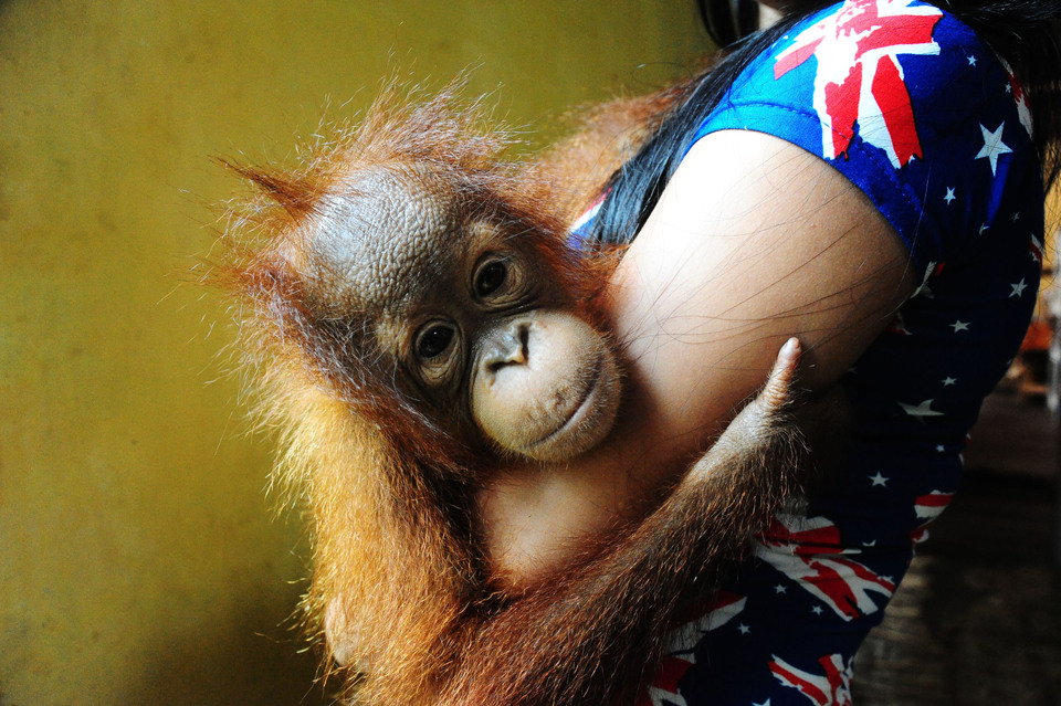 A baby orangutan held by a resident of West Kalimantan's Kubu Raya district, in this October 2015 file photo. (Antara Photo/Jessica Helena Wuysang)