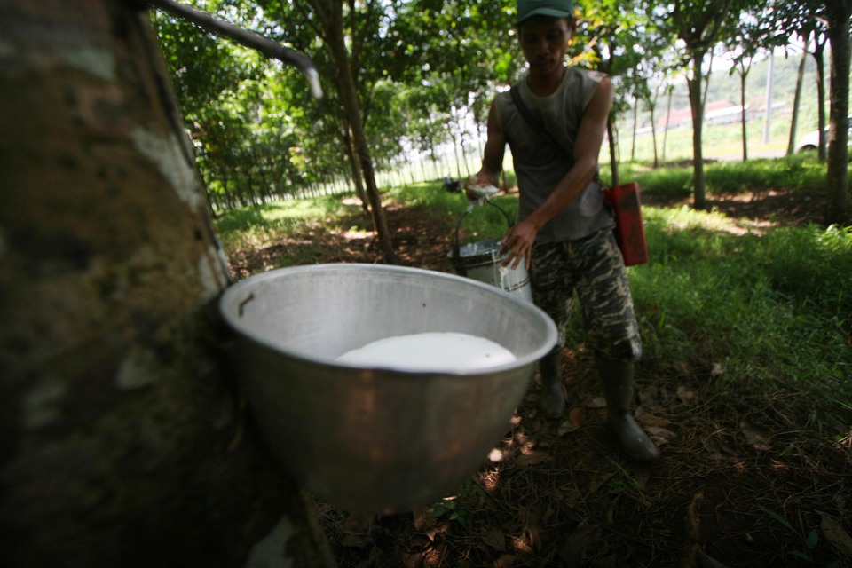 Indonesia is not worried about a recent slump in prices for rubber as market fundamentals remain strong, the industry body in the world's No.2 producer of the commodity said on Monday (19/06). (JG Photo/Boy T Harjanto)