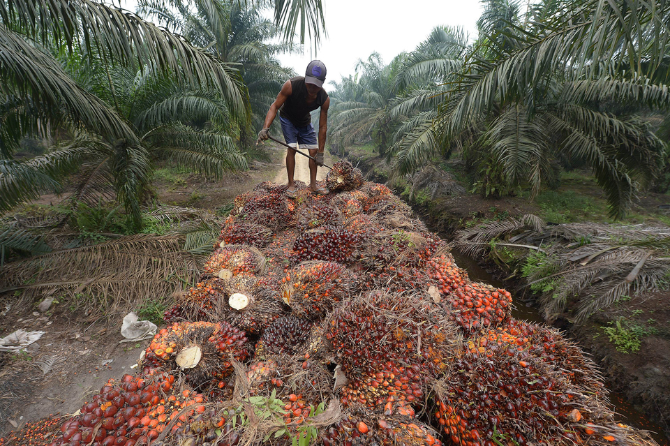 Indonesia, the world's top palm oil producer, is pushing greater biodiesel usage to reduce its oil import bill and to create more demand for the tropical oil. (AFP Photo/Adek Berry)